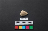 藏品(貝殼)的圖片