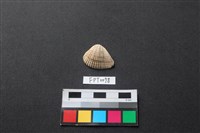 藏品(貝殼)的圖片