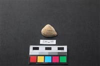 藏品(貝殼)的圖片