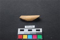 藏品(偶蹄類動物骨)的圖片