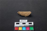 藏品(偶蹄類動物骨)的圖片