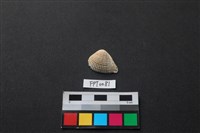 藏品(貝殼)的圖片