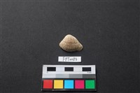 藏品(貝殼)的圖片