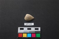 藏品(貝殼)的圖片