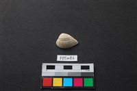 藏品(貝殼)的圖片