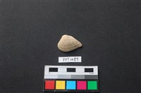 藏品(貝殼)的圖片