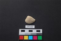 藏品(貝殼)的圖片