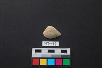 藏品(貝殼)的圖片