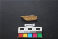 藏品(偶蹄類動物骨)的圖片