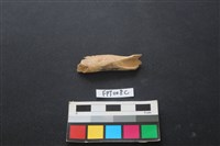 藏品(偶蹄類動物骨)的圖片