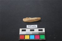 藏品(偶蹄類動物骨)的圖片