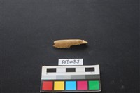 藏品(偶蹄類動物骨)的圖片