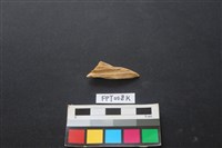 藏品(偶蹄類動物骨)的圖片