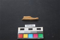 藏品(偶蹄類動物骨)的圖片