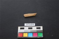 藏品(偶蹄類動物骨)的圖片