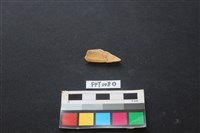 藏品(偶蹄類動物骨)的圖片