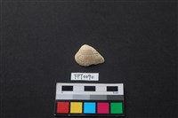 藏品(貝殼)的圖片