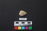 藏品(貝殼)的圖片