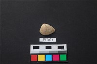 藏品(貝殼)的圖片