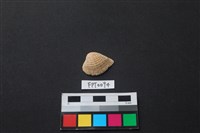 藏品(貝殼)的圖片