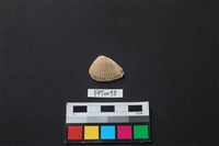 藏品(貝殼)的圖片