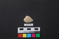 藏品(貝殼)的圖片