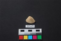 藏品(貝殼)的圖片