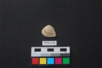 藏品(貝殼)的圖片