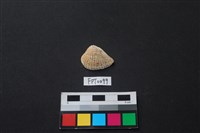 藏品(貝殼)的圖片