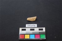 藏品(偶蹄類動物骨)的圖片