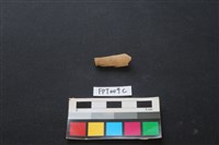 藏品(偶蹄類動物骨)的圖片