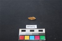 藏品(偶蹄類動物骨)的圖片