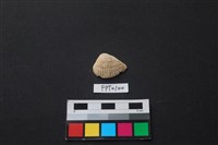 藏品(貝殼)的圖片