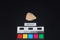 藏品(貝殼)的圖片