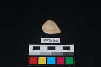 藏品(貝殼)的圖片