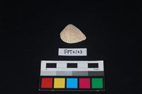 藏品(貝殼)的圖片