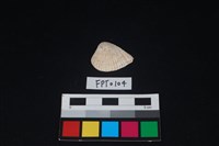 藏品(貝殼)的圖片