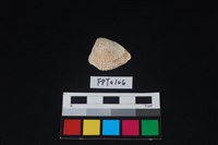 藏品(貝殼)的圖片