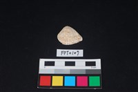 藏品(貝殼)的圖片