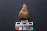 藏品(鹿骨)的圖片