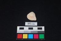 藏品(貝殼)的圖片