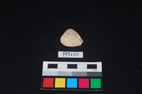 藏品(貝殼)的圖片