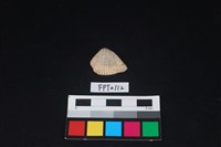 藏品(貝殼)的圖片