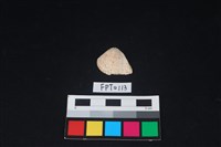 藏品(貝殼)的圖片