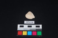 藏品(貝殼)的圖片