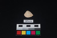 藏品(貝殼)的圖片