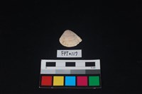 藏品(貝殼)的圖片