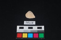 藏品(貝殼)的圖片