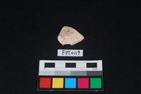 藏品(貝殼)的圖片