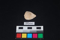 藏品(貝殼)的圖片